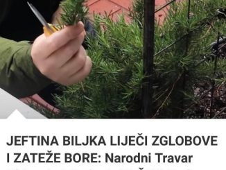 JEFTINA BILJKA LIJEČI ZGLOBOVE I ZATEŽE BORE:  Narodni Travar Objasnio I Kada Je TAČNO Treba Uzimati Tokom Dana!