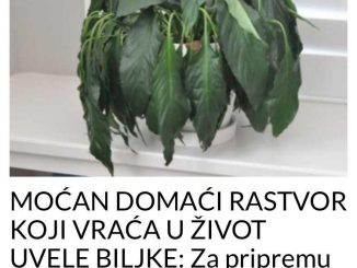 MOĆAN DOMAĆI RASTVOR KOJI VRAĆA U ŽIVOT UVELE BILJKE:  Za Pripremu Su Vam Potrebna Samo 2 Sastojka!