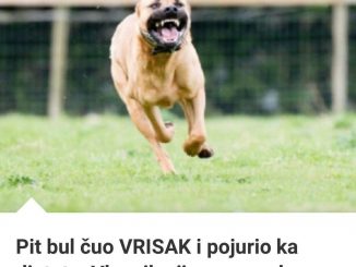 Pit Bul Čuo VRISAK I Pojurio Ka Djetetu:  Vlasnik Nije Mogao Da Vjeruje Da Jedan PAS Može Ovo Da Uradi